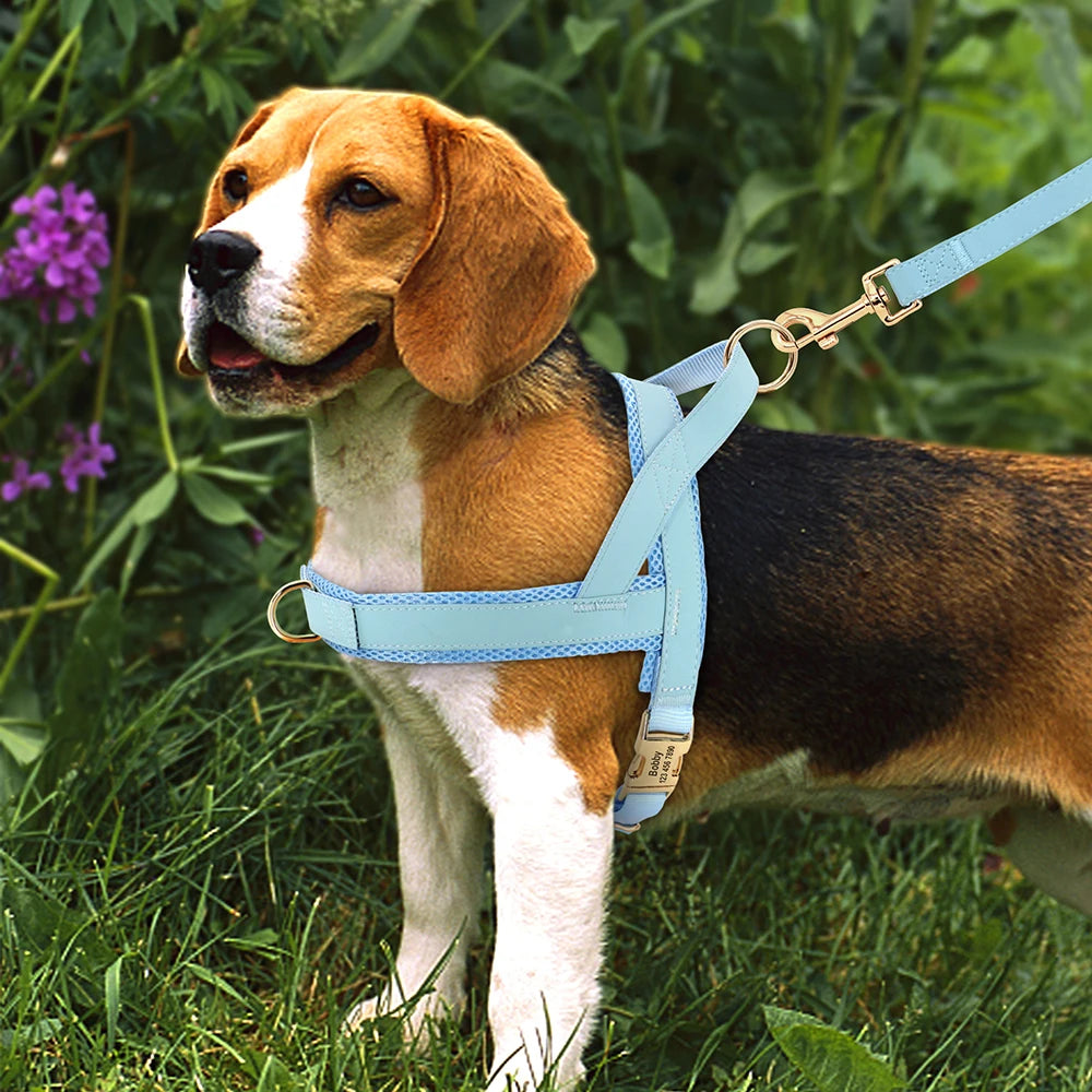 Signature No-Pull Harness - Personalised Comfort & Control - Luxury Label Official