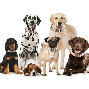Luxe Pups ™ Personalised Vintage Collars - Luxury Label Official